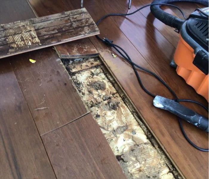 Fort Lauderdale molds on the wooden flooring