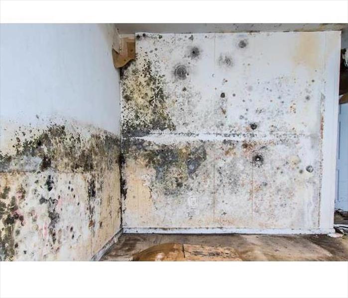 How long does mold remediation last?