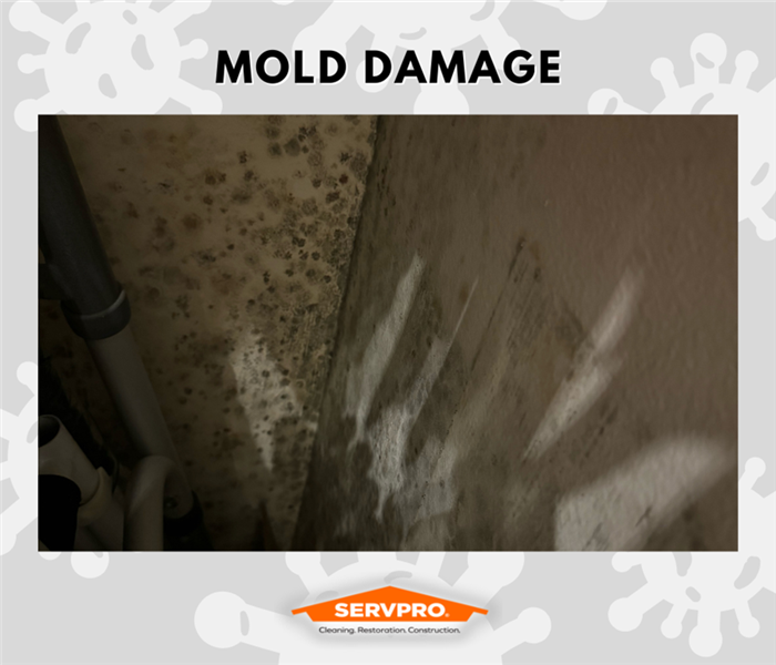 MOLD REMEDIATION