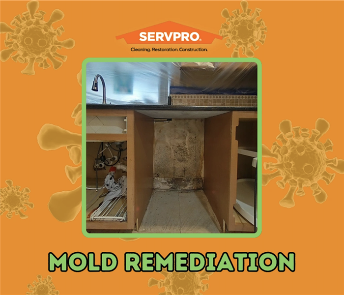 MOLD REMEDIATION