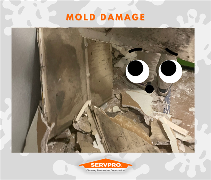 MOLD REMEDIATION