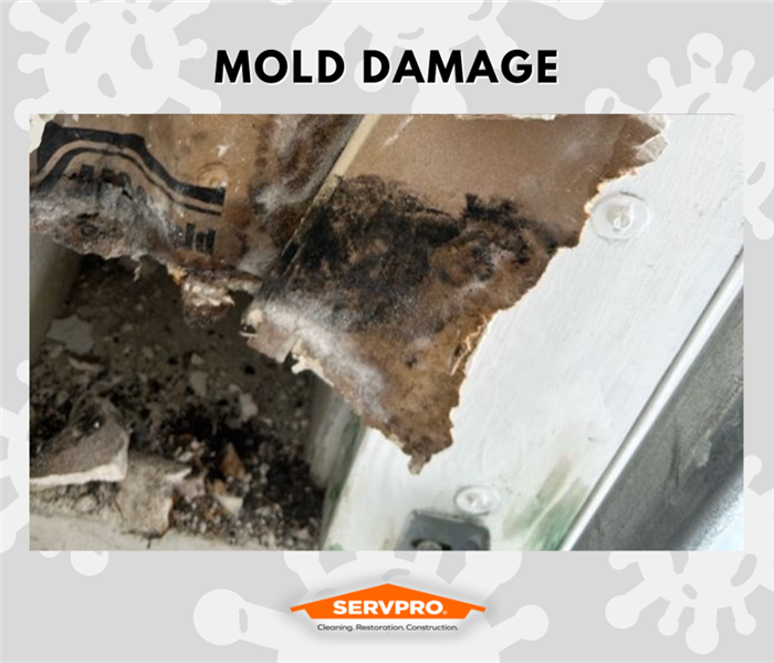 MOLD REMEDIATION