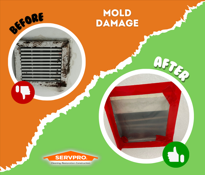 MOLD REMEDIATION