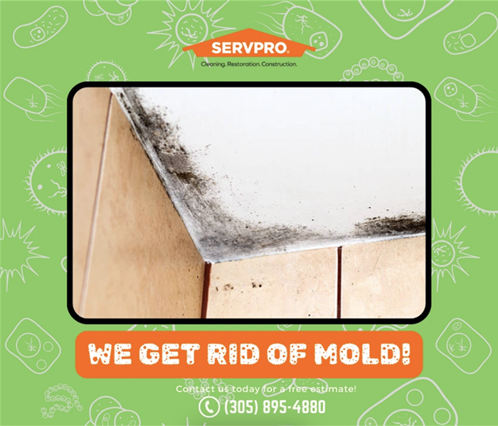 MOLD REMEDIATION